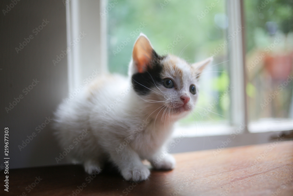 Young Calico Kitten on a Wooden Table in Front of a Window with Natural Light