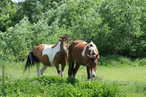 Two horses grazing in a meadow on a sunny summer day photo