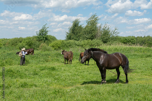 Two horses grazing in a meadow on a sunny summer day