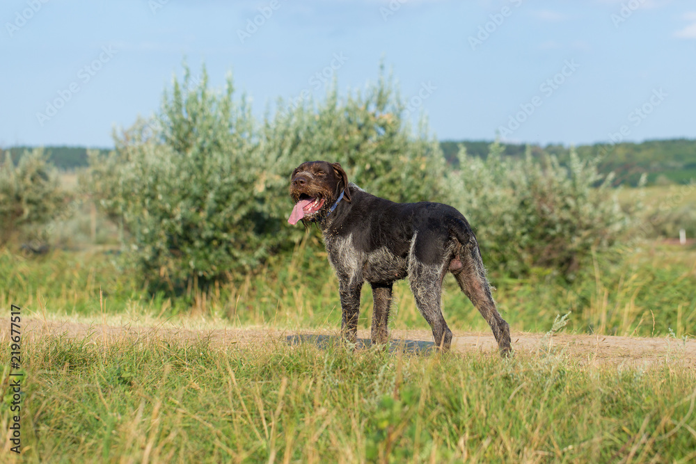 German hunting watchdog drathaar, beautiful dog portrait in summer German hunting watchdog drathaar, beautiful dog portrait in summer