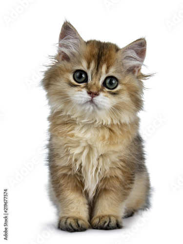 Super sweet golden British Longhair cat kitten with big green eyes, sitting straight up, looking adorable to camera isolated on white background
