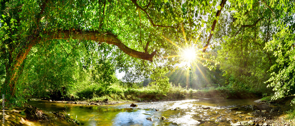 Naklejka premium Piękna panorama lasu ze strumykiem i jasnym słońcem wpadającym przez drzewa