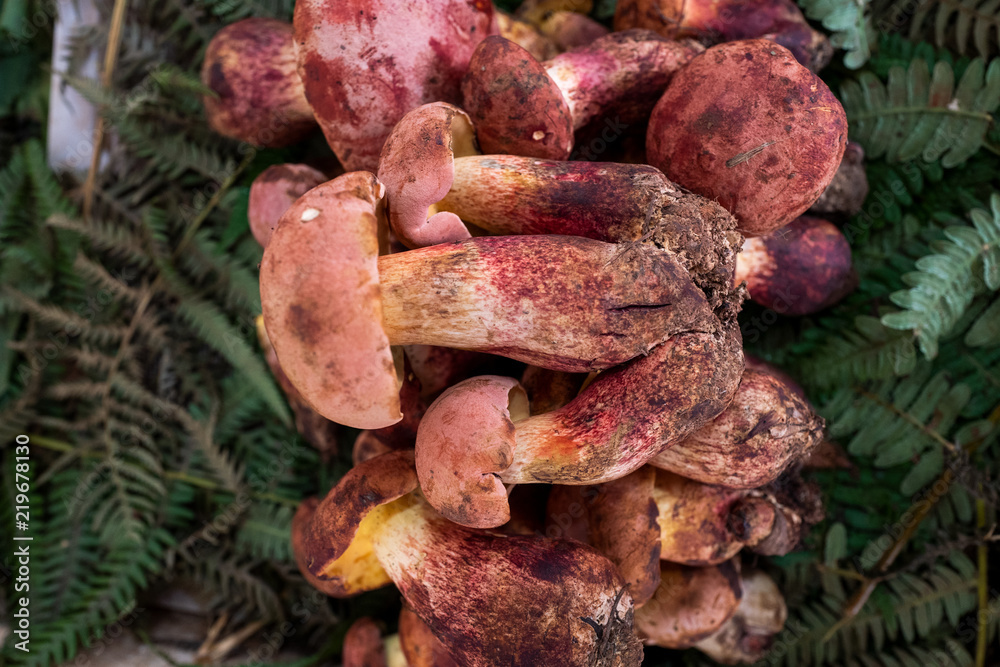 A variety of wild edible fungi with soil A variety of wild edible fungi with soil