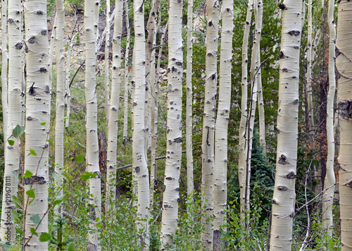 Aspen trees in forest in the mountains 