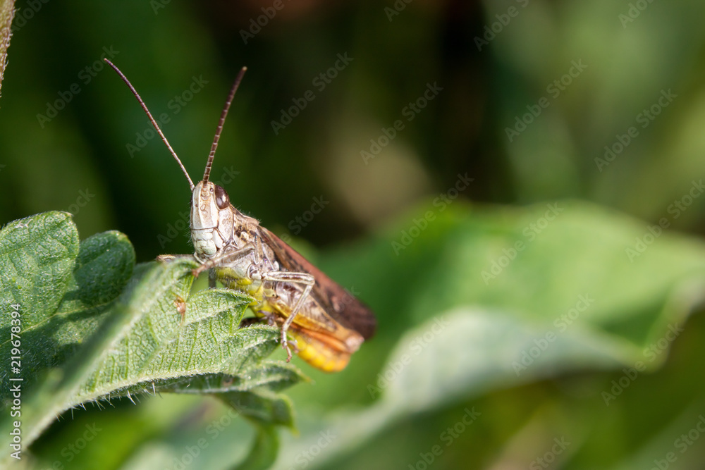 Chirping grasshopper sittting on a leaf Chirping grasshopper sittting on a leaf