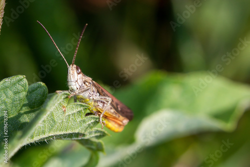 Chirping grasshopper sittting on a leaf