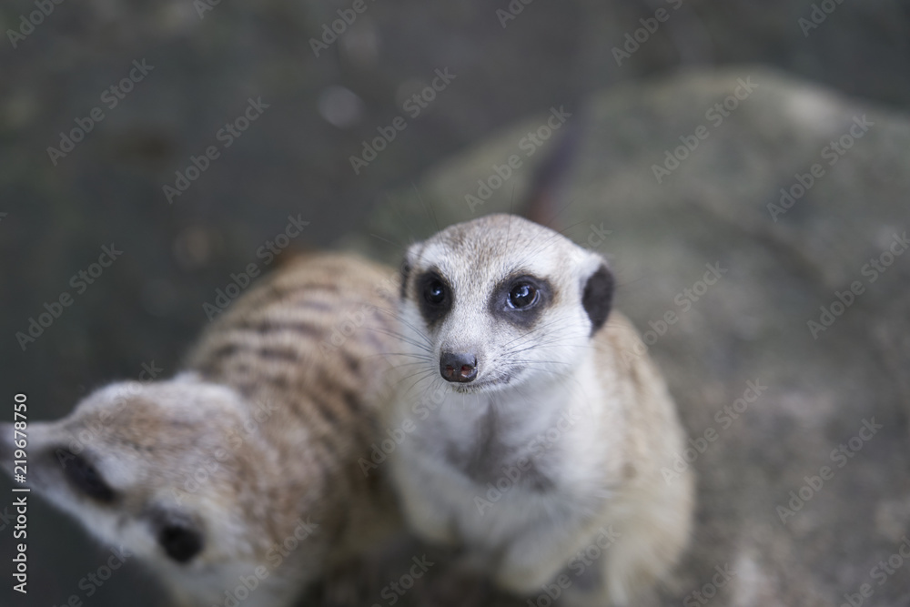 Obraz premium Meerkats in Zoo 