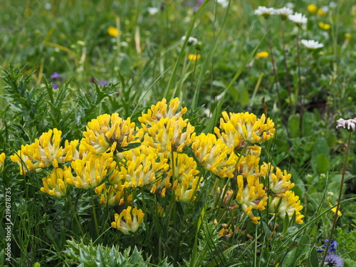 Wundklee auf Bergwiese - Kidney vetch on mountain meadow