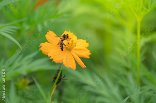 Bee on the yellow flower