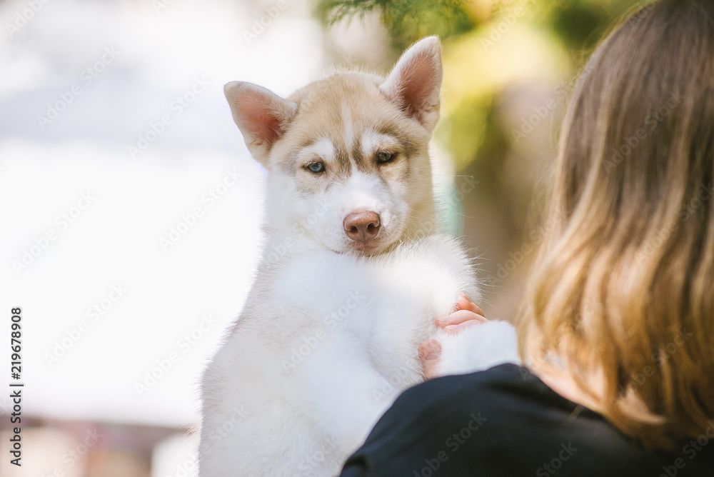 A young Caucasian blonde woman holds a small Siberian husky puppy in her hands. A female husky bitch has a grey white color. Greenery is in the background.