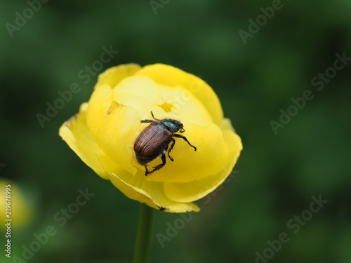 gelbe Blume mit Käfer - yellow flower with beetle