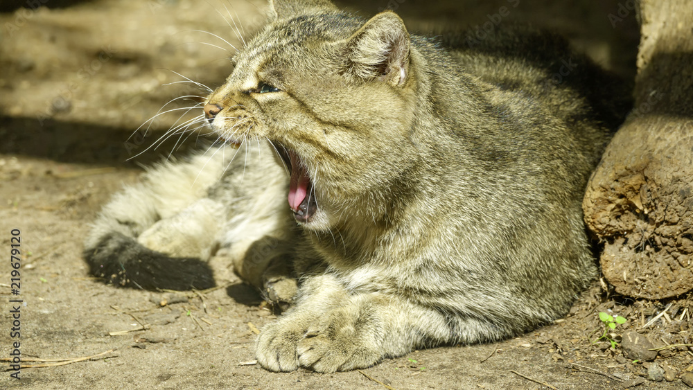 Obraz premium Wild forest Carpathian cat