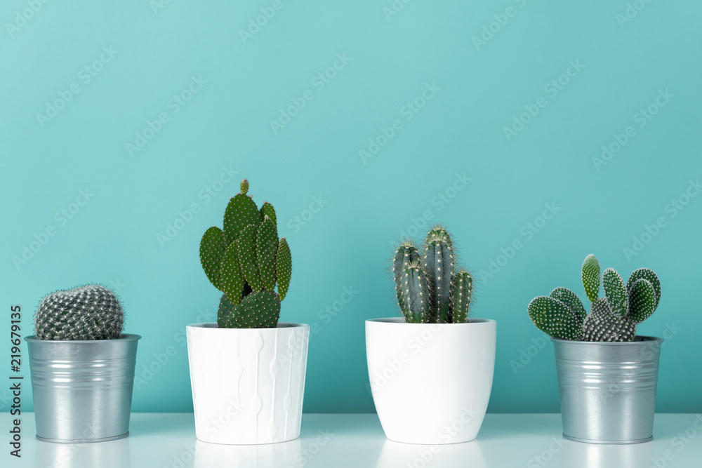 Modern room decoration. Collection of various potted cactus house plants on white shelf against pastel turquoise colored wall. Cactus plants background. Modern room decoration. Collection of various potted cactus house plants on white shelf against pastel turquoise colored wall. Cactus plants background.
