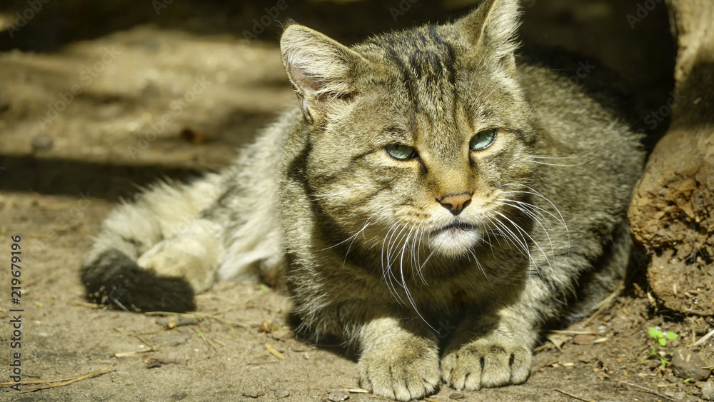 Wild forest Carpathian cat
