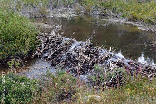 Beaver dam made of sticks on creek in the mountains