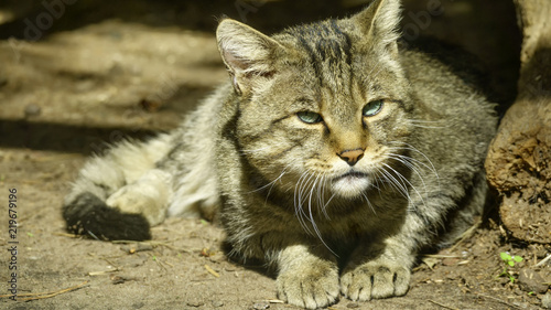 Fototapeta Naklejka Na Ścianę i Meble -  Wild forest Carpathian cat