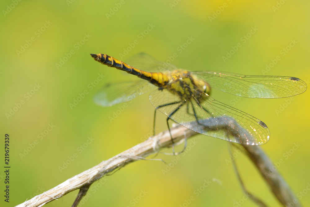 Dragonfly sitting on the stem of the plant. Dragonfly sitting on the stem of the plant.