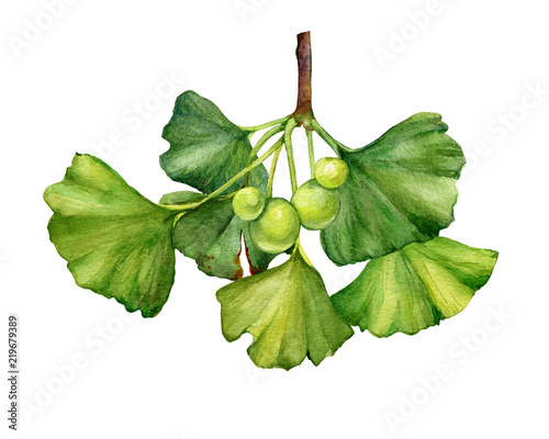 Ginkgo biloba branch (also known as the maidenhair tree, gingko) with leaves and berries - medicinal plant. Watercolor hand drawn painting illustration isolated on a white background.