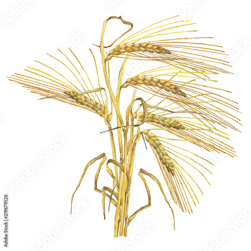 Bouquet, composition with yellow ears of dried wheat, whole grains oats or barley. Watercolor hand drawn painting illustration isolated on a white background.