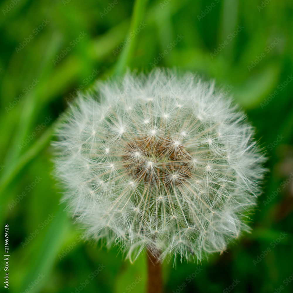 Fototapeta premium Dandelion with fluffy seed head