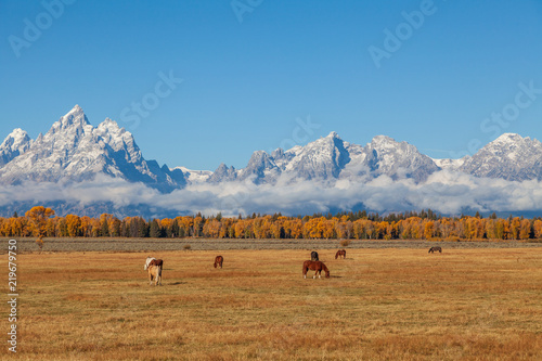 Horses Grazing in a Scenic Teton Autumn Landscape