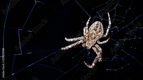 Big bridge spider on cobweb in night moonlight. Larinioides sclopetarius, Araneidae. Beautiful brown insect predator with hairs on blue lit web. Spooky black background, blank space. Arachnophobia.