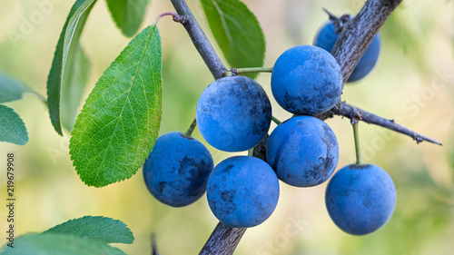 Group of ripe blue sloes on branch with green leaves. Prunus spinosa. Beautiful close-up of wild blackthorn tree. Fresh fruit berries with tart astringent taste. On blurry background of summer nature. photo