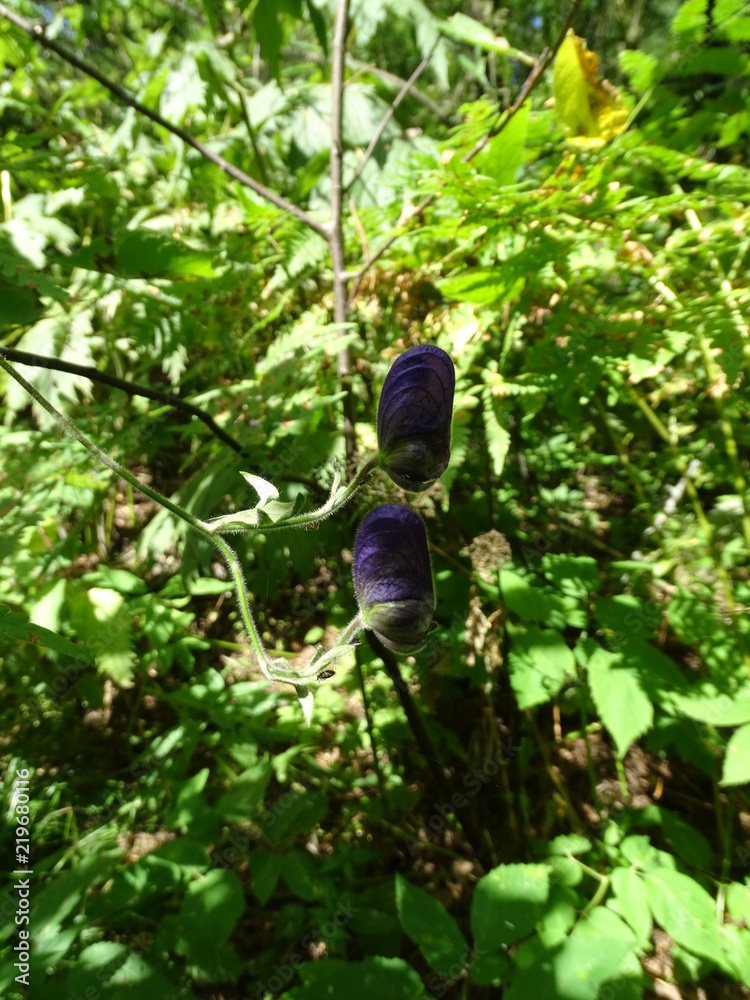 Sibir. Forest. Summer. Sibir. Forest. Summer.