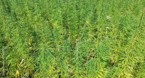 Aerial view on green marijuana weed field.