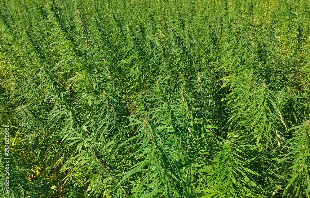 Aerial view on marijuana weed field. Aerial view on marijuana weed field.