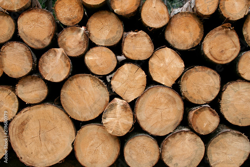 Cut tree trunks prepared for deportation from the forest