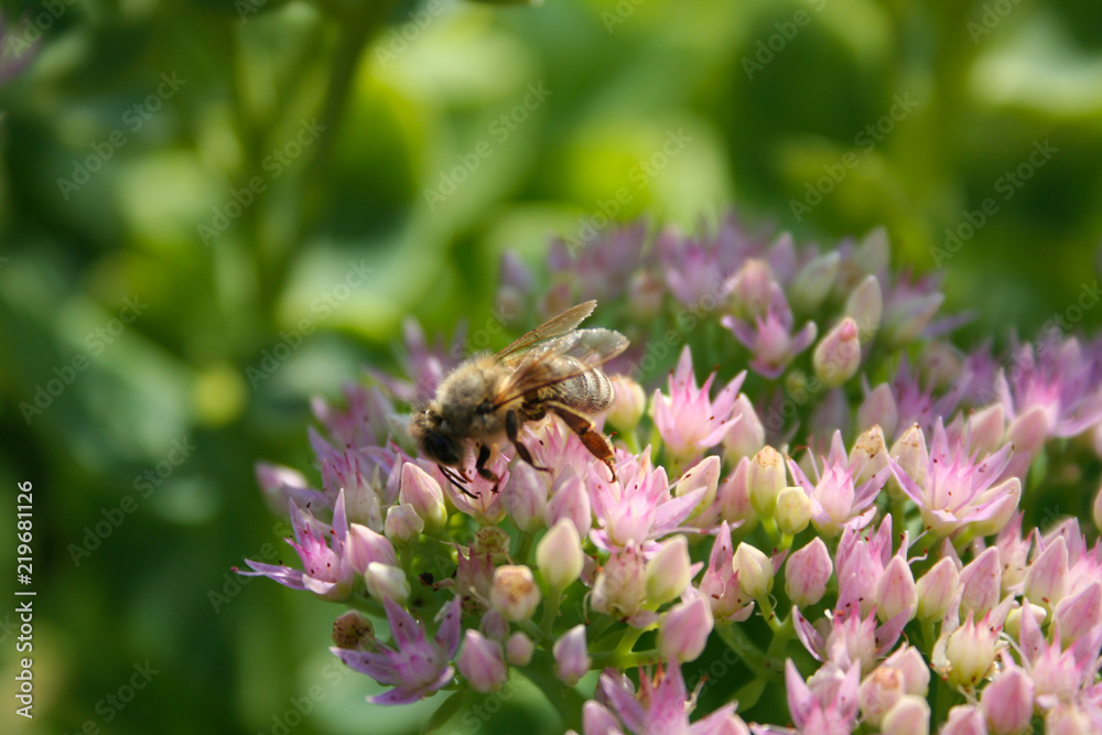 Bee on a flower Bee on a flower