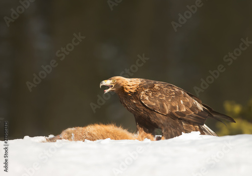 Golden Eagle feeding on a dead red fox