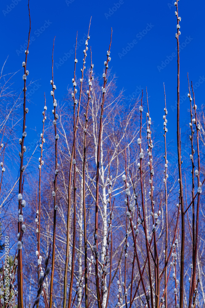 sunny day without clouds with beautiful blue sky; branches and birch on a beautiful blue sky background sunny day without clouds with beautiful blue sky; branches and birch on a beautiful blue sky background