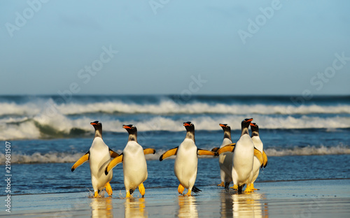 Fototapeta Group of Gentoo penguins coming from Atlantic ocean