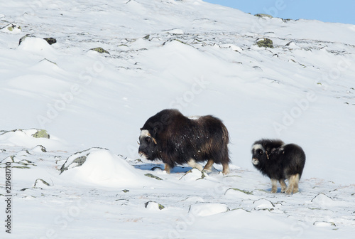 Female Musk Ox with a calf in snow