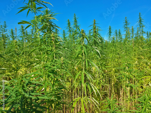 View on marijuana weed field with sky in background.
