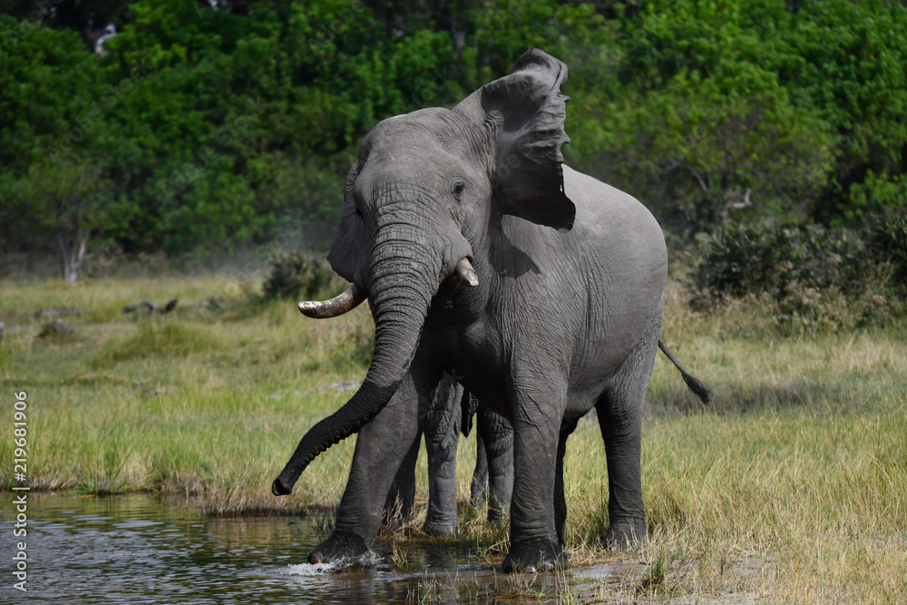 Obraz premium Elephant in Chobe National Park Botswana