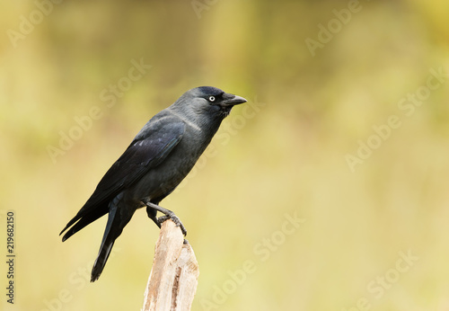 Close-up of a Jackdaw perching on a wooden post