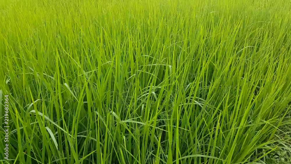 background of the rice field in Thailand. Using gimbal equipment to shoot this footage. background of the rice field in Thailand. Using gimbal equipment to shoot this footage.