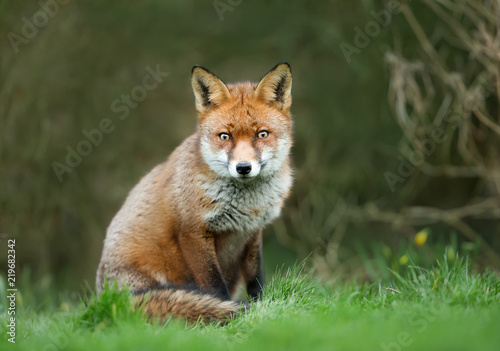 Close up of a Red fox sitting in the grass.