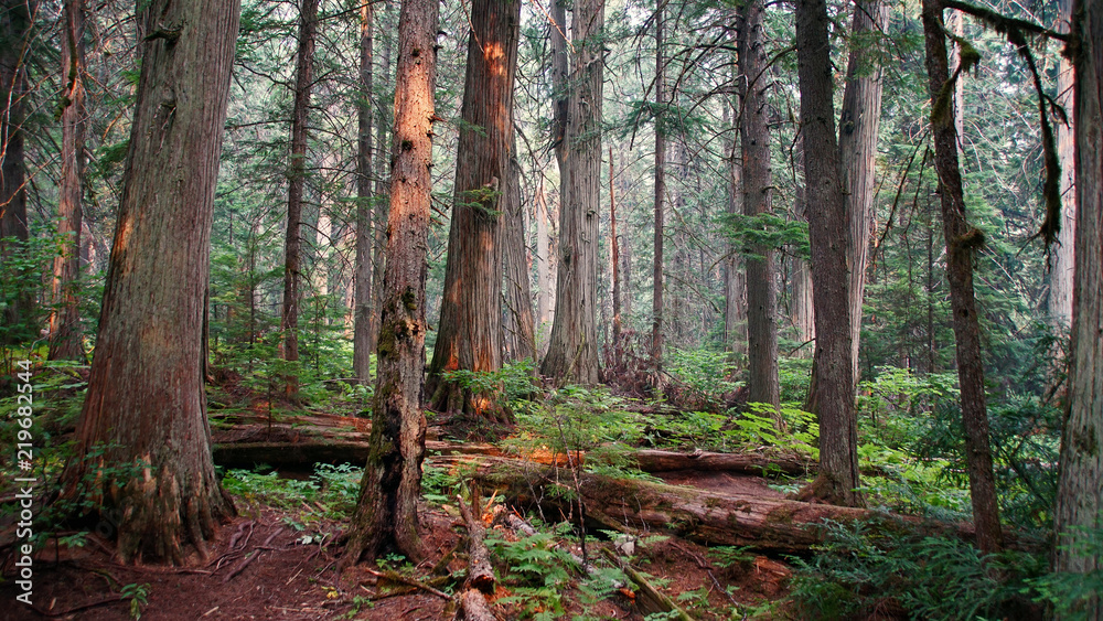 giant cedars boardwalk 1 giant cedars boardwalk 1