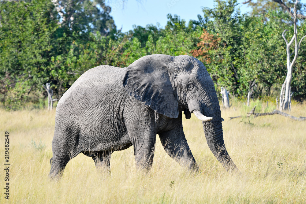Elephant in Chobe National Park Botswana Elephant in Chobe National Park Botswana