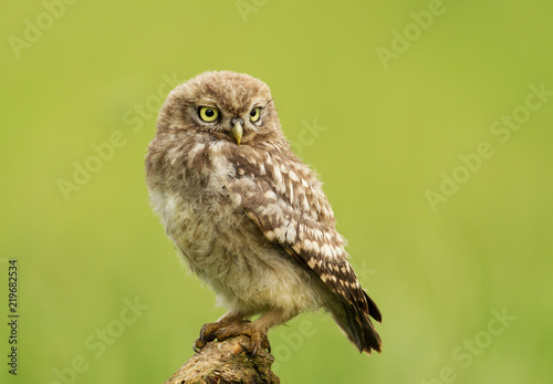 Little owl juvenile perching on a post