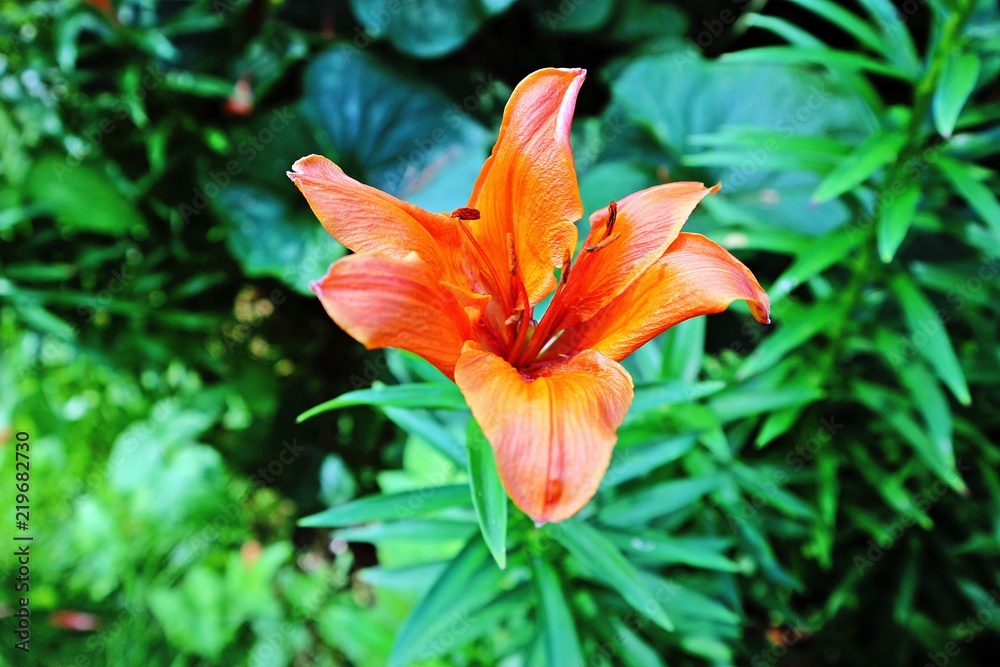 Fototapeta premium Flower