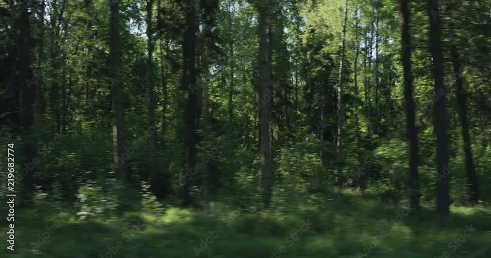 Slow motion driving plate side view of green mixed forest on summer sunny day Slow motion driving plate side view of green mixed forest on summer sunny day