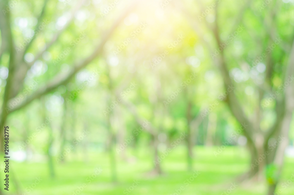 abstract bio green blur nature background trees lush foliage in the park at morning with sunlight. abstract bio green blur nature background trees lush foliage in the park at morning with sunlight.