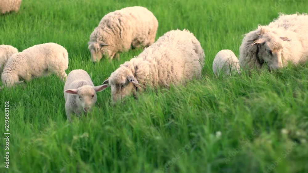 Heard of sheep and lamb grazing on Amager Fælled Copenhagen Denmark Heard of sheep and lamb grazing on Amager Fælled Copenhagen Denmark