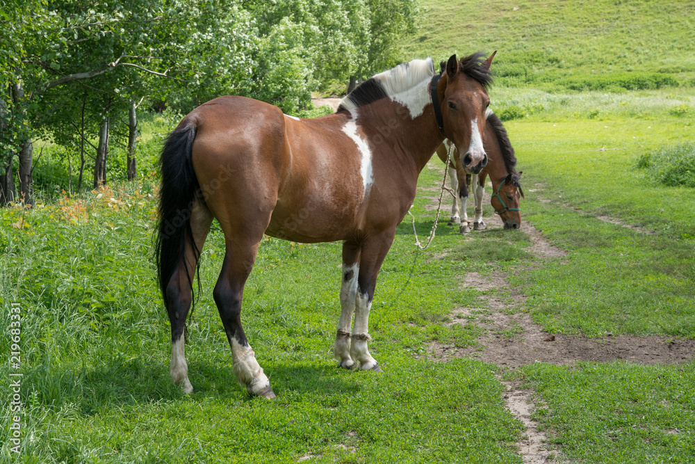 A horse is grazing in a meadow on a sunny summer day