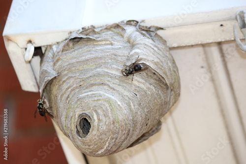 Some Bald Faced Hornets on the outside surface of an almost completed nest/hive, of intricate design, paper thin, built on the eaves of a residential home.     









